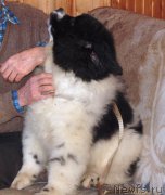 Превью фото № 206498