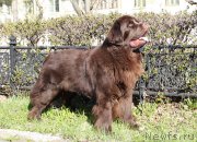 Превью фото № 206513