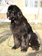 Превью фото № 206515