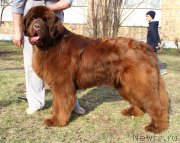 Превью фото № 206522