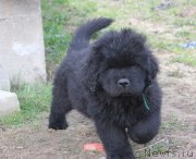 Превью фото № 206524