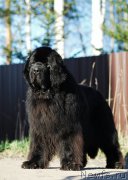 Превью фото № 206539