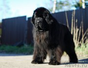 Превью фото № 206541