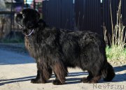 Превью фото № 206543