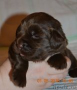 Превью фото № 206544