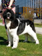 Превью фото № 206557