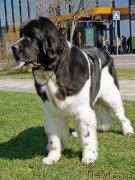 Превью фото № 206558