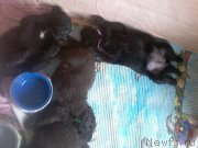 Превью фото № 206582