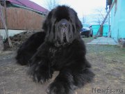 Превью фото № 206597