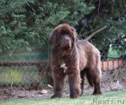 Превью фото № 206606