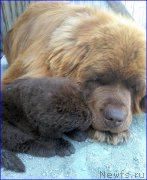 Превью фото № 206613