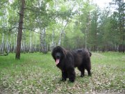 Превью фото № 206620