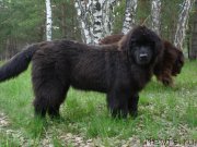 Превью фото № 206621