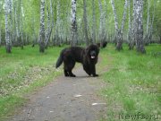 Превью фото № 206622