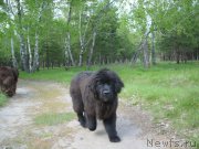 Превью фото № 206623