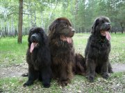 Превью фото № 206624