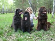 Превью фото № 206625