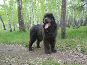 Превью фото № 206626