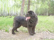 Превью фото № 206628