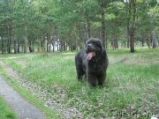 Превью фото № 206631