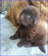 Превью фото № 206632