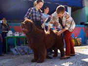 Превью фото № 206727