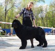 Превью фото № 206735