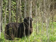 Превью фото № 206766