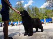 Превью фото № 206855