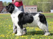 Превью фото № 206881