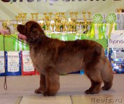 Превью фото № 206935