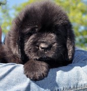 Превью фото № 206944