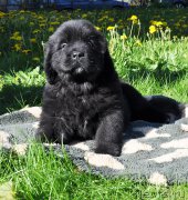 Превью фото № 206947