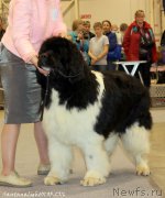 Превью фото № 206970