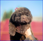 Превью фото № 207049