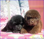 Превью фото № 207054