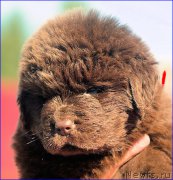 Превью фото № 207055