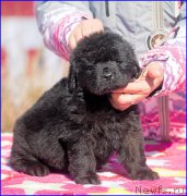 Превью фото № 207066