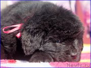 Превью фото № 207069