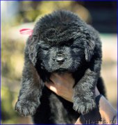 Превью фото № 207072