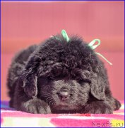 Превью фото № 207076