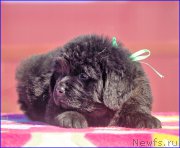 Превью фото № 207080