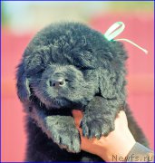 Превью фото № 207084