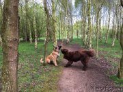 Превью фото № 207130