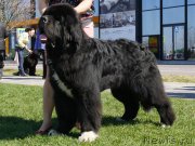 Превью фото № 207131