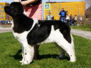 Превью фото № 207132