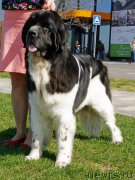 Превью фото № 207133