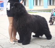 Превью фото № 207172