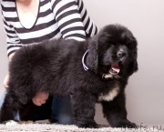 Превью фото № 207189