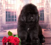 Превью фото № 207192